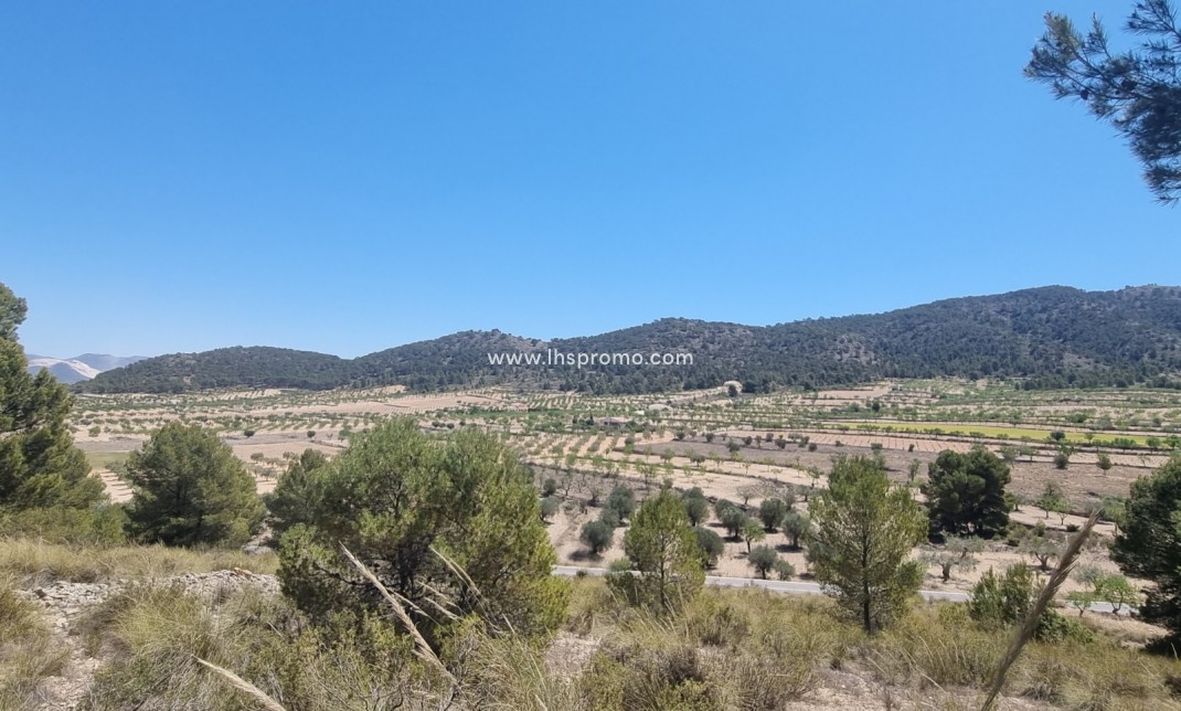 Reventa - Parcela / Terreno -
Abanilla - La Zarza