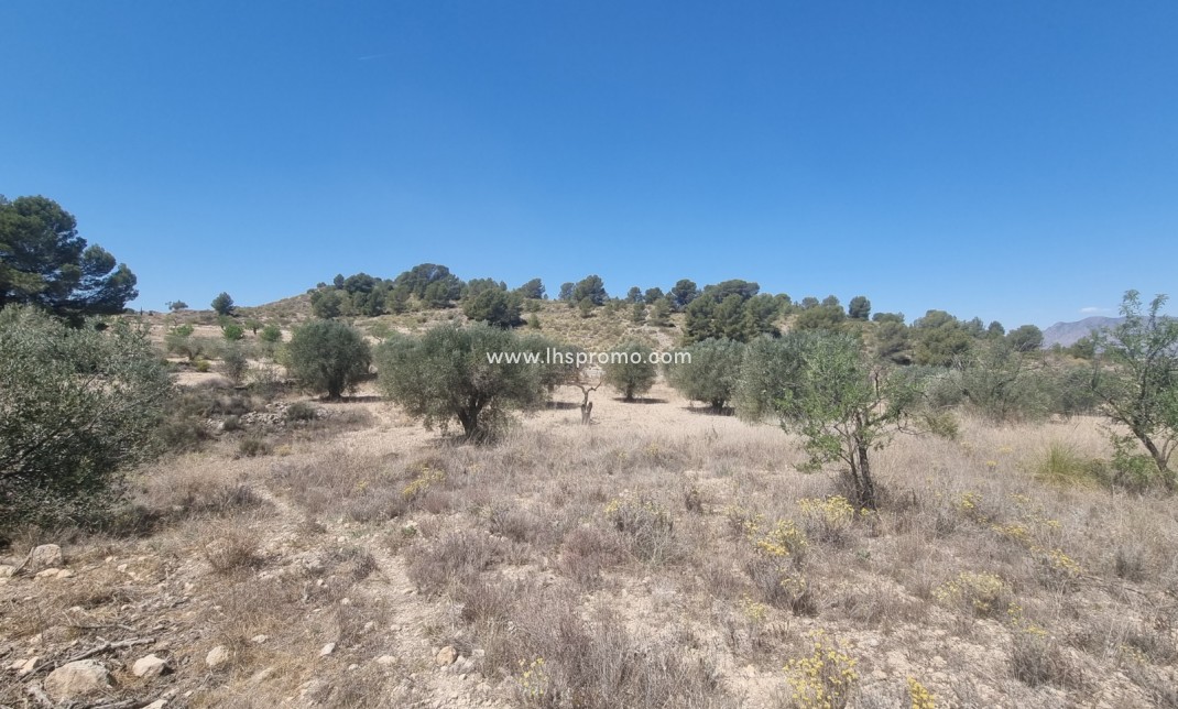 Reventa - Parcela / Terreno -
Abanilla - La Zarza